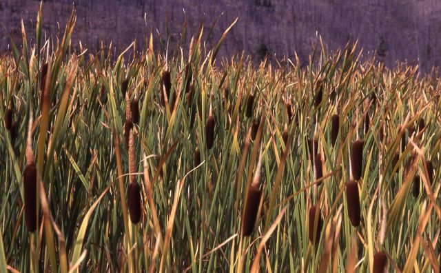 Cattails (Typha sp.) near Madison River Picture