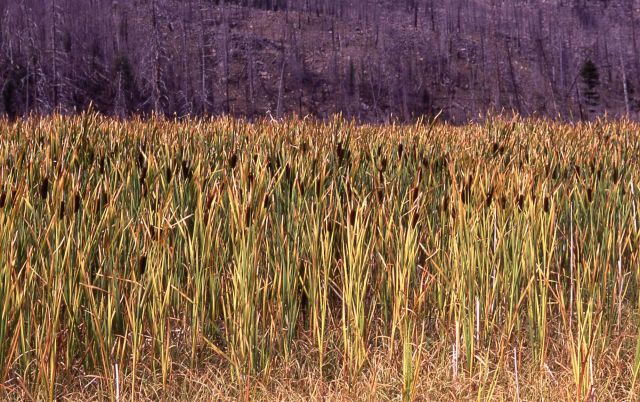 Cattails (Typha sp.) near Madison River Picture