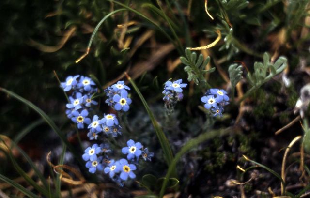 Alpine forget-me-nots (Eritrichum nanum) Picture
