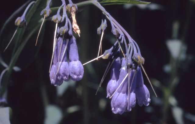 Broad-leafed bluebells (Mertensia ciliata) Picture