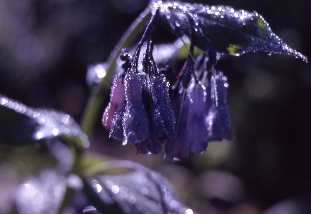 Broad-leafed bluebells (Mertensia ciliata) Picture