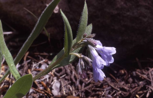 Bluebells (Mertensia sp.) Picture