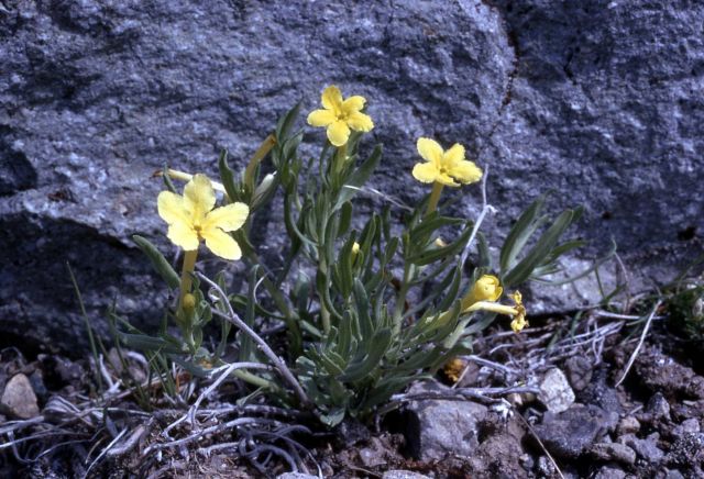 Yellow gromwell (Lithospermum incisum) Picture