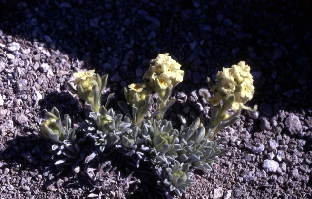 Bristly Cryptantha Picture