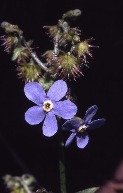 Blue stickseed (Hackelia micrantha) Picture