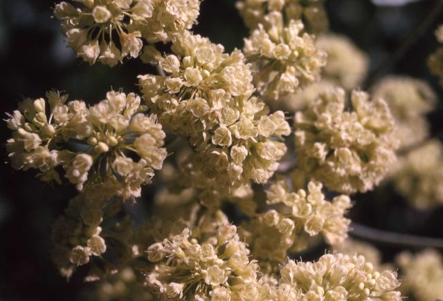 Buckwheat (Eriogonum sp.) Picture