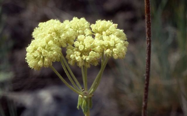 Cushion buckwheat (Eriogonum ovalifolium) Picture