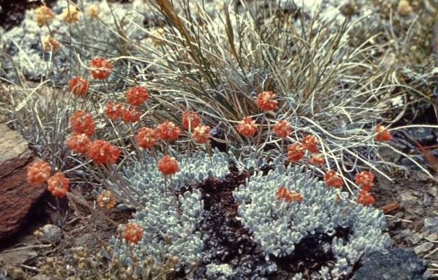 Cushion buckwheat (Eriogonum ovalifolium) Picture