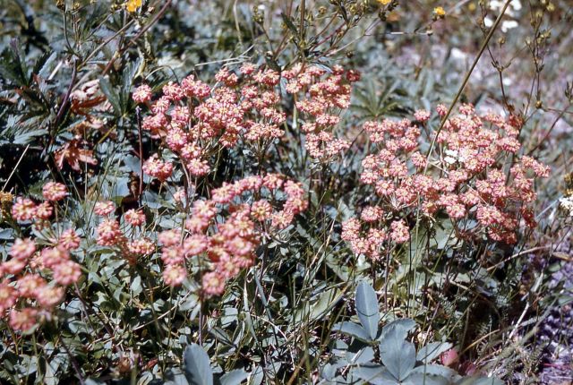 Buckwheat (Eriogonum sp.) Picture