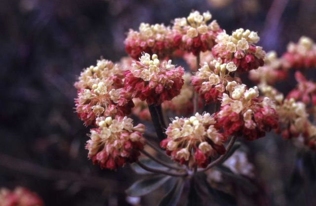 Buckwheat (Eriogonum sp.) Picture