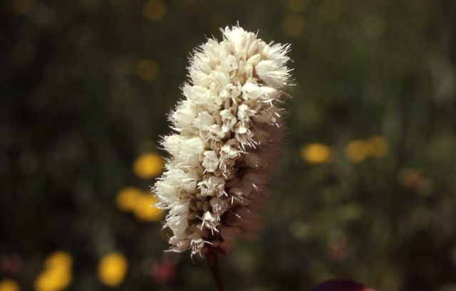 American bistort (Polygonum bistortiodes) Picture