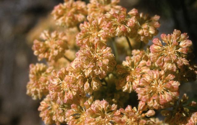 Buckwheat (Eriogonum sp.) Picture