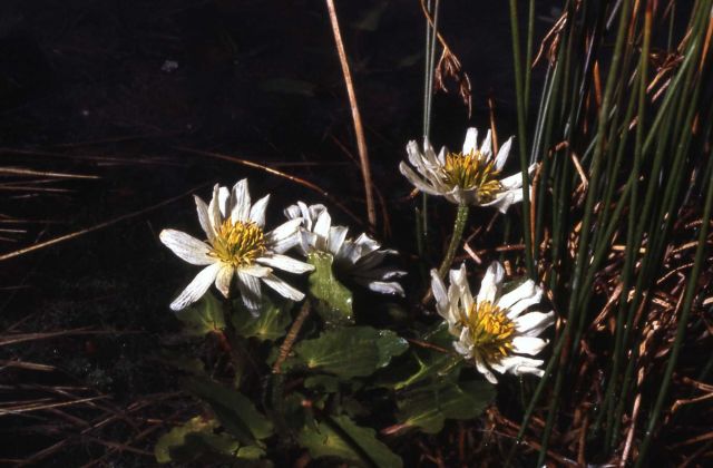 Marshmarigold (Caltha leptosepala) Picture