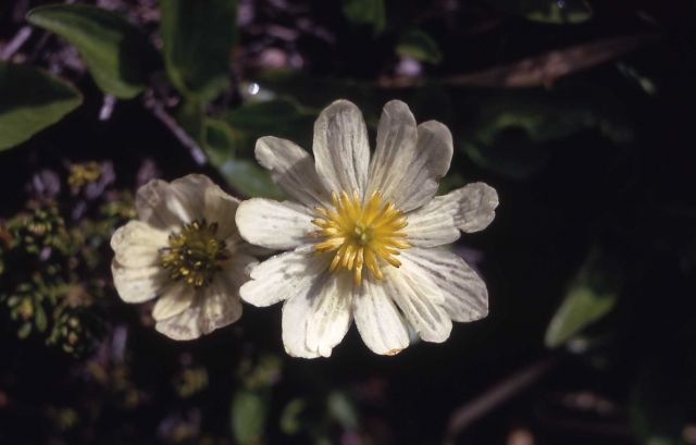 Marshmarigold (Caltha leptosepala) Picture