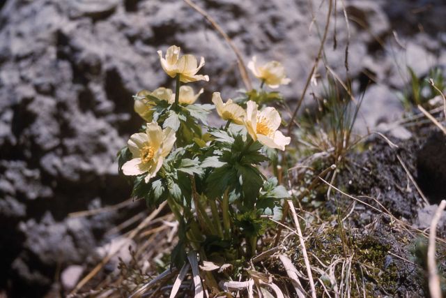 Globeflower (Trollius albiflorus) Picture