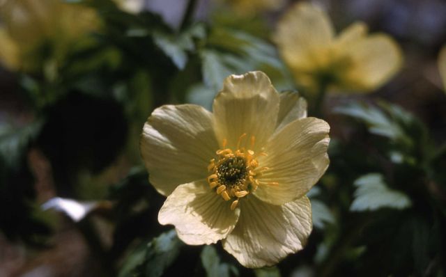 Globeflower (Trollius albiflorus) Picture