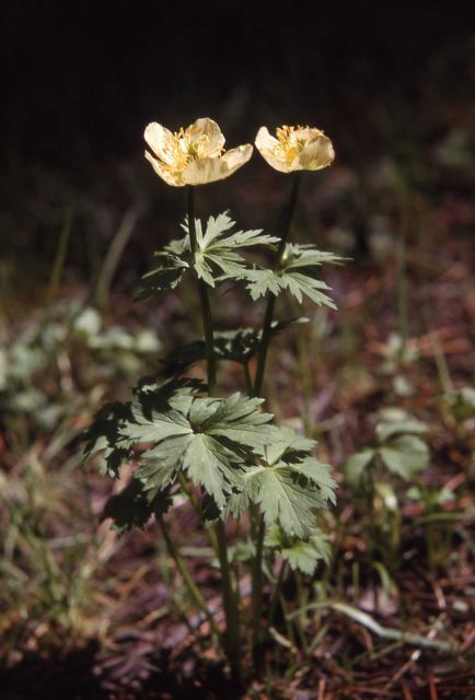 Globeflower (Trollius albiflorus) Picture
