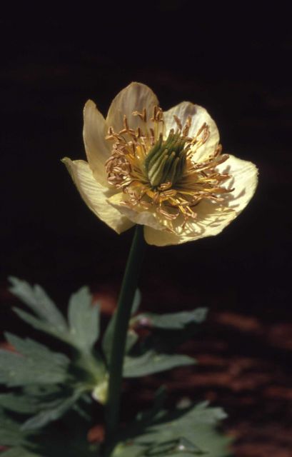 Globeflower (Trollius albiflorus) Picture