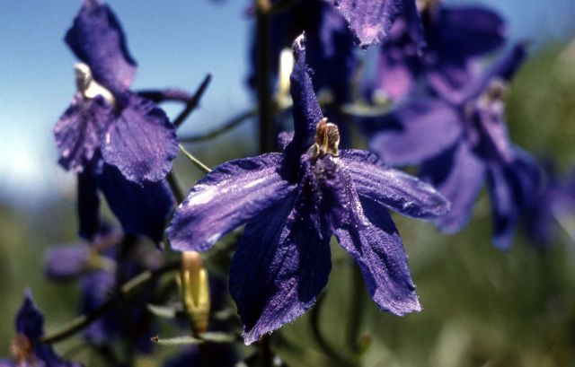 Montana larkspur (Delphinium bicolor) Picture