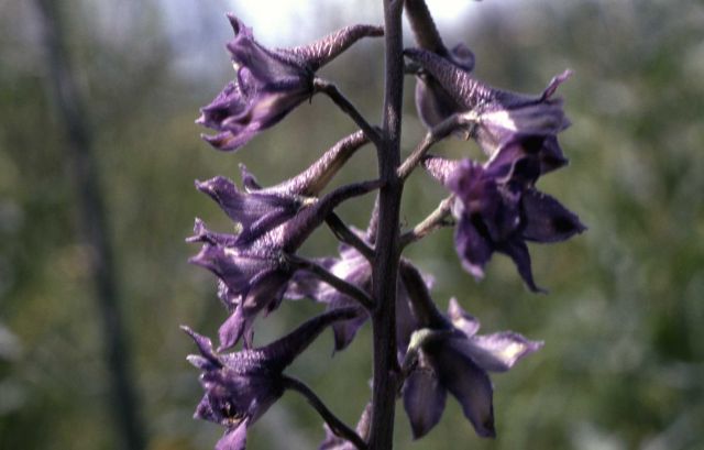 Pale larkspur (Delphinium glaucum) Picture