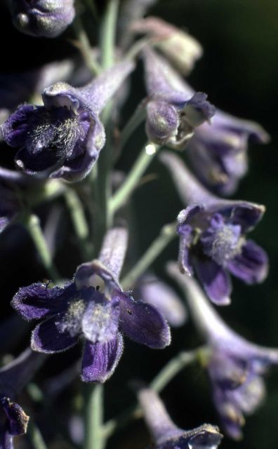 Pale larkspur (Delphinium glaucum) Picture