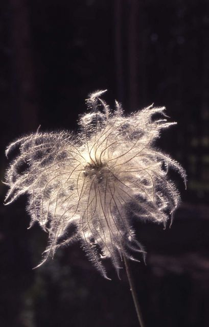 Clematis (Clematis sp.) Picture