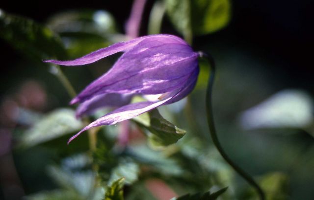 Columbia clematis (Clematis occidentalis var. grosserserrata) Picture