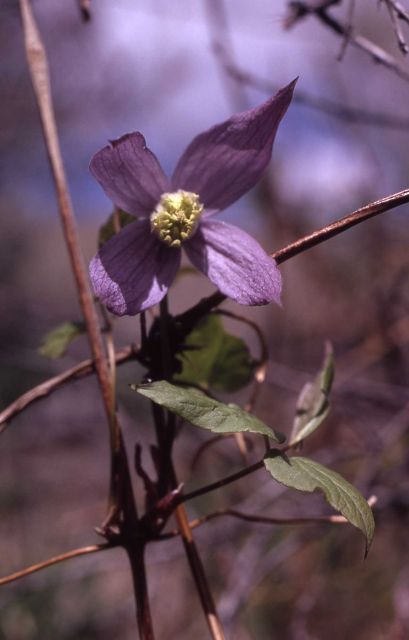 Columbian clematis (Clematis occidentalis var. grosseserrata) Picture