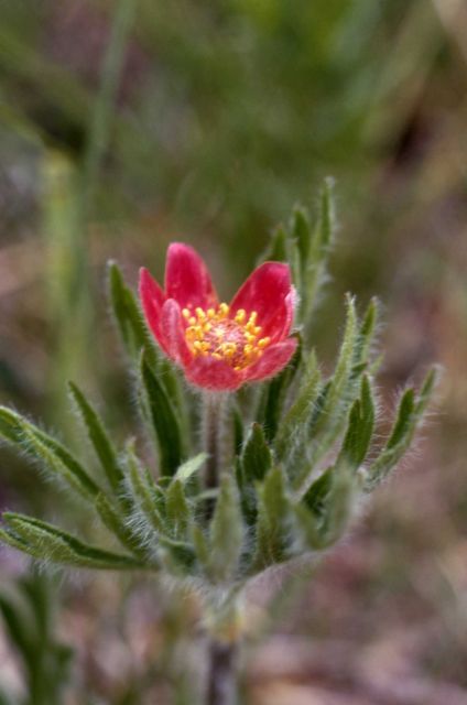 Pacific anemone (Anemone multifida) Picture