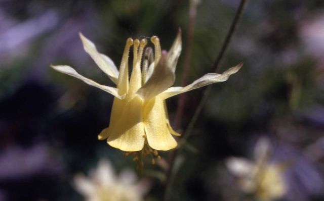 Yellow columbine (Aquilegia flavescens) Picture