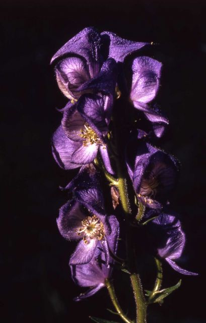 Monkshood (Aconitum columbianum ssp. columbianum) Picture