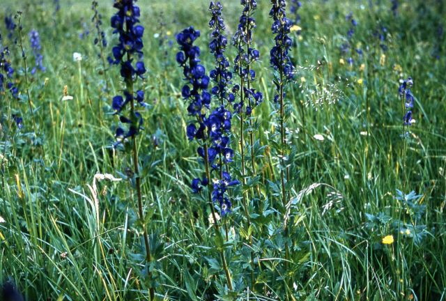 Monkshood (Aconitum columbianum ssp. columbianum) Picture