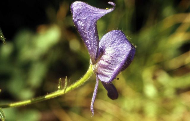 Monkshood (Aconitum columbianum ssp. columbianum) Picture