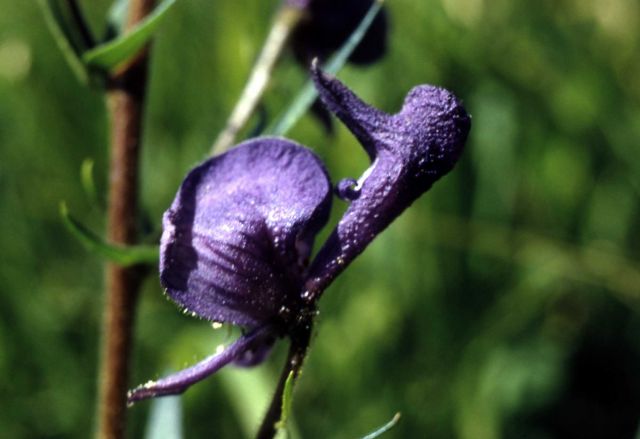 Monkshood (Aconitum columbianum ssp. columbianum) Picture