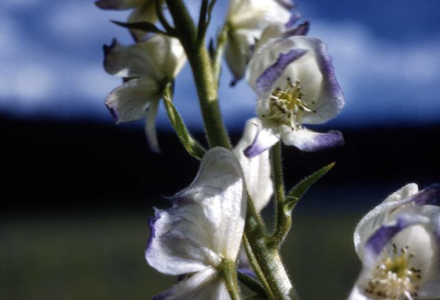 Monkshood (Aconitum columbianum ssp. columbianum) Picture