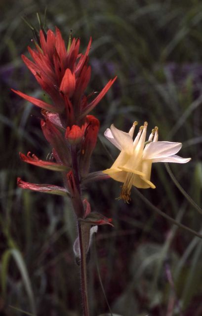 Yellow columbine (Aquilegia flavescens) with Indian paintbrush (Castilleja sp.) Picture