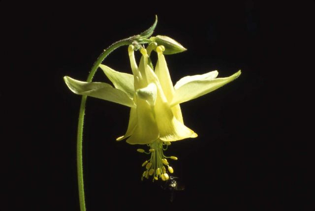 Close-up of yellow columbine (Aquilegia flavescens) Picture