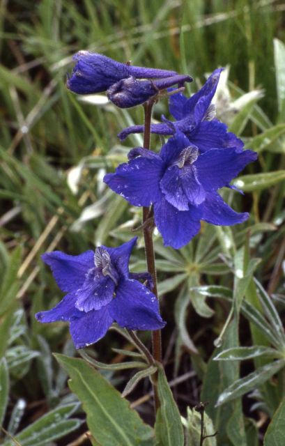 Montana larkspur (Delphinium bicolor var. bicolor) Picture