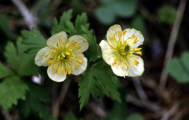 Globeflower (Trollius albiflorus) Picture