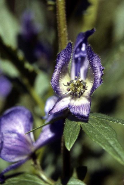Monkshood (Aconitum columbianum ssp. columbianum) along Avalanche Peak trail Picture