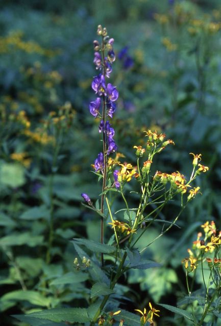Monkshood (Aconitum columbianum ssp. columbianum) Picture