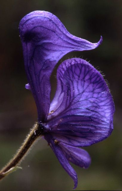 Monkshood (Aconitum columbianum spp. columbianum) Picture