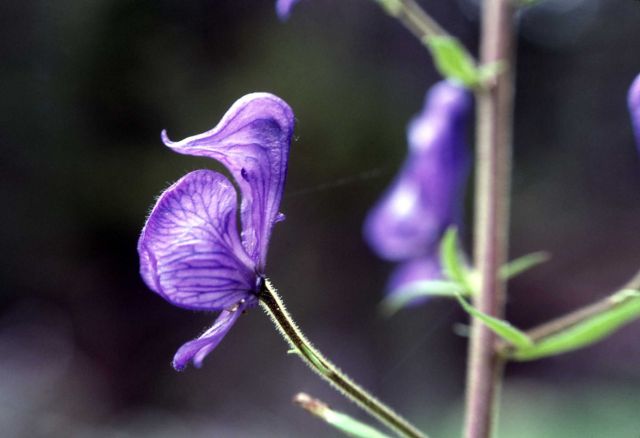 Monkshood (Aconitum columbianum ssp. columbianum) Picture