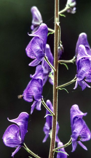 Monkshood (Aconitum columbianum ssp. columbianum) Picture