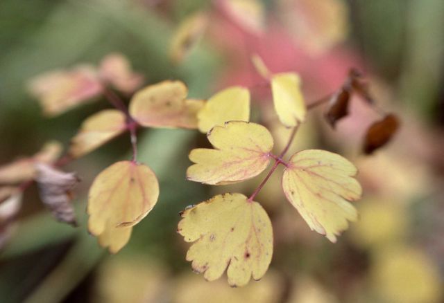 Meadowrue (Thalictrum sp.) leaves Picture