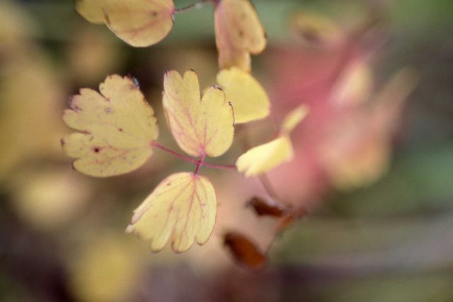Meadowrue (Thalictrum sp.) leaves Picture