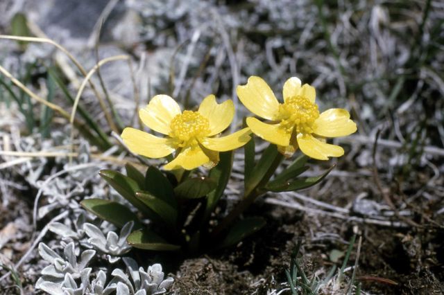 Creeping buttercup (Ranunculus glaberrimus var. ellipticus) Picture