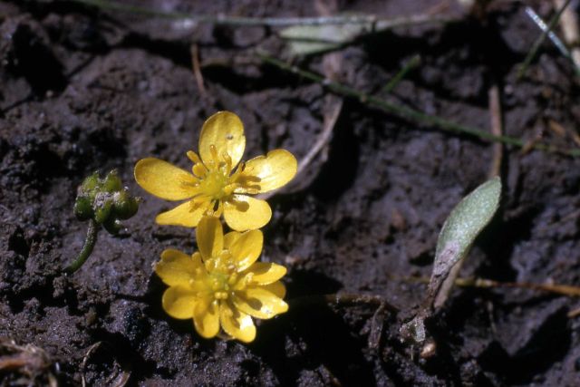 Creeping buttercup (Ranunculus flammula var. ovalis) Picture