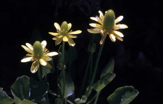 Trailing buttercup (Ranunculus cymbalaria) Picture