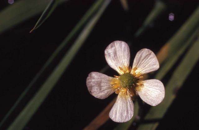 Creeping buttercup (Ranunculus aquatilis) Picture